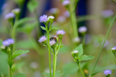 Close-up of purple flowering plant