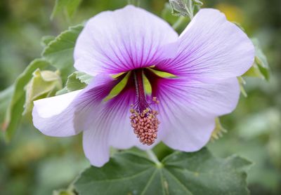 Close-up of pink flower blooming outdoors