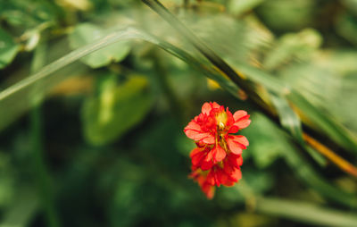 Close-up of red flower blooming outdoors