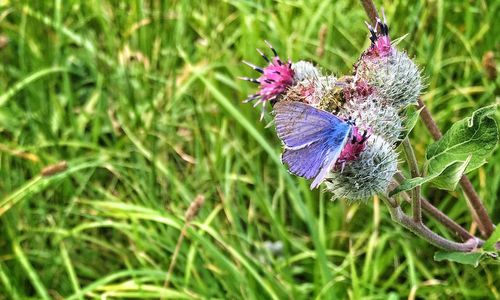 Close-up of purple flowers