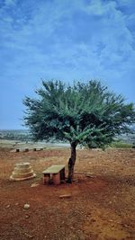 Tree on field against sky