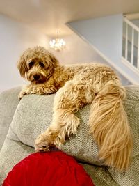 Portrait of dog relaxing on sofa at home