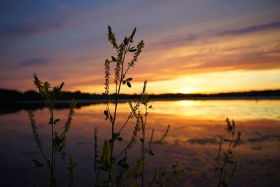 Silhouette plants by lake against sky during sunset