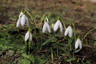 Close-up of white flowering plants on field