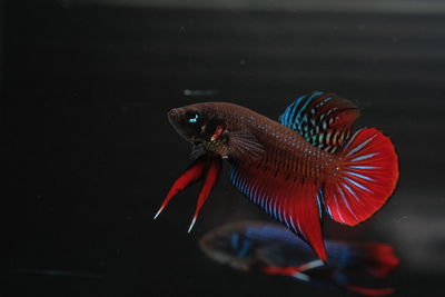 Close-up of fish swimming in sea