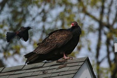 Low angle view of bird perching on roof