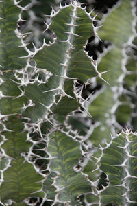 Close up of plant growing in forest