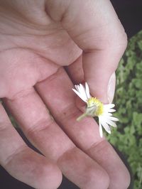 Close-up of flower