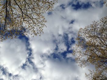 Low angle view of trees against cloudy sky