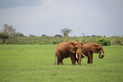 Elephant on field against sky