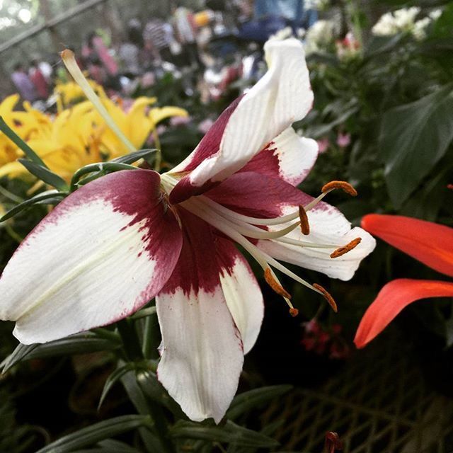 flower, petal, freshness, flower head, fragility, growth, beauty in nature, close-up, stamen, focus on foreground, pollen, nature, blooming, in bloom, blossom, plant, single flower, botany, white color, day