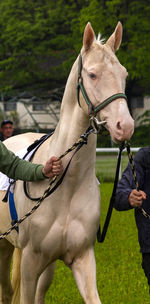 Horse standing on field