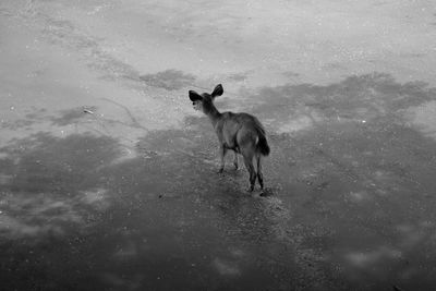 Sheep standing in water