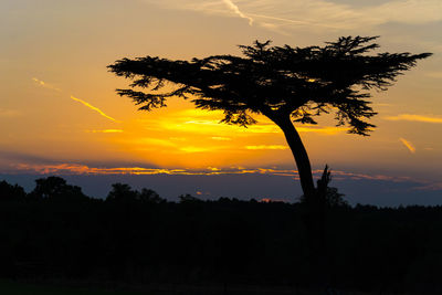 Silhouette tree against sky during sunset