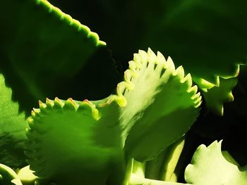 Close-up of succulent plant