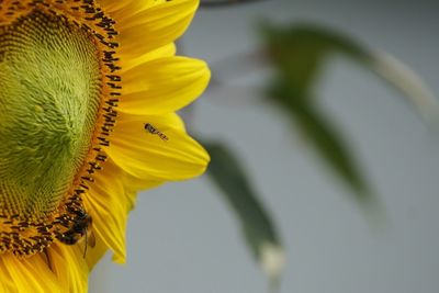 Close-up of insects on sunflower