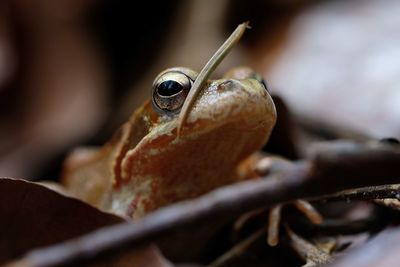 Close-up of frog