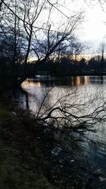 Reflection of bare trees in lake