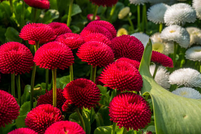 Close-up of red flowering plants