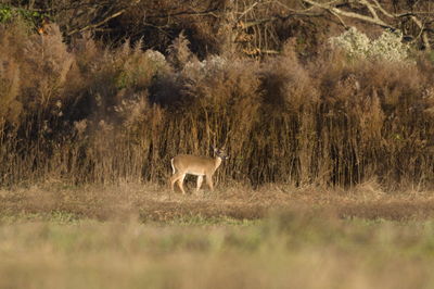 Deer standing in a field