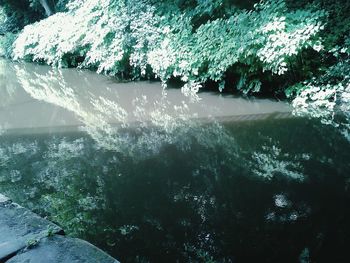 Reflection of trees in water