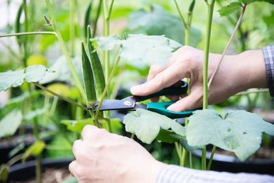 Midsection of person working with leaves in plant