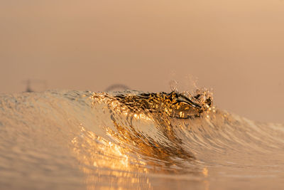 Close-up of crocodile in lake
