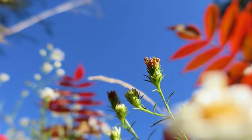 Close-up of plants growing against sky