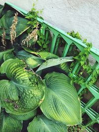 High angle view of fresh green plant