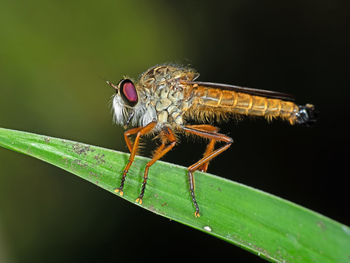 Close-up of insect on leaf