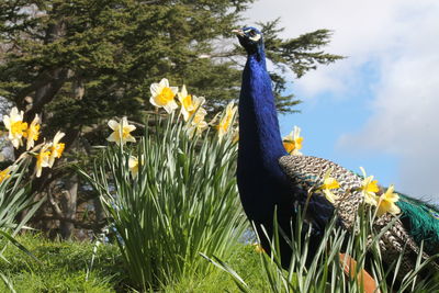 Close-up of yellow wildflowers and peacock