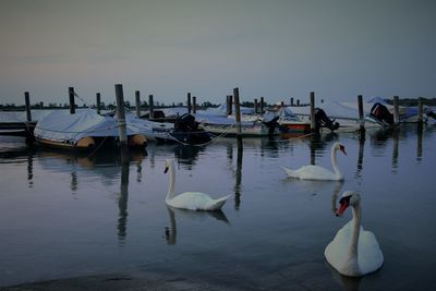 Swans swimming in lake against sky