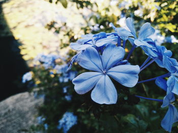 Close-up of flowers against blurred background