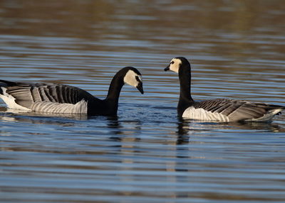 Birds swimming in lake