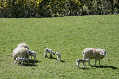 Sheep in a field