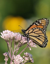 Close-up of butterfly pollinating on flower