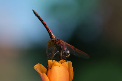 Close-up of butterfly pollinating on flower