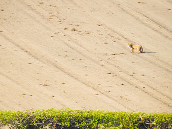 High angle view of animal on grass