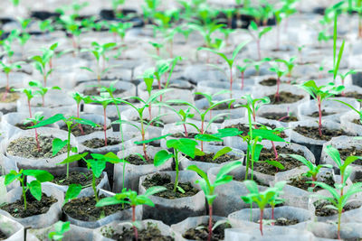 Close-up of plants growing on field