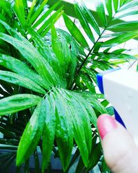 Close-up of hand holding leaf