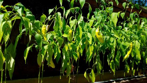 Close-up of fresh green plants in water