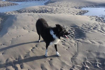 High angle view of dog on beach