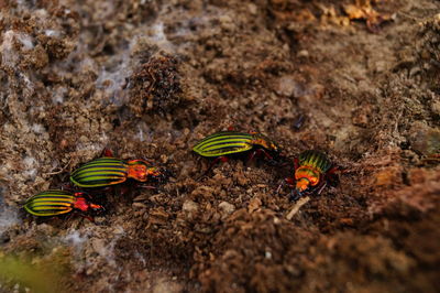 Close-up of insect on flower