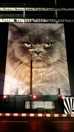 Close-up of cat in cage