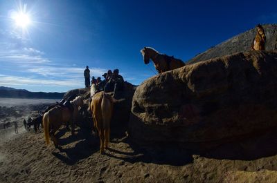 Panoramic view of a horse on the land