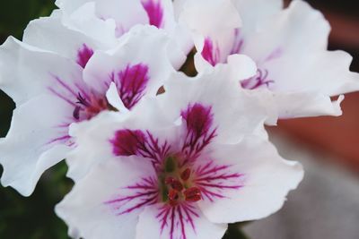 Close-up of pink flower