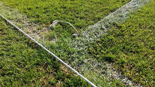 High angle view of grass in water