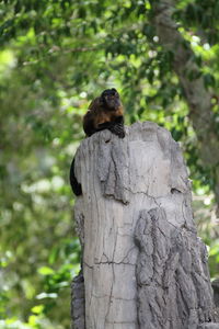 Close-up of bird perching on tree