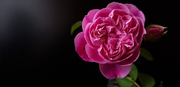 Close-up of pink rose against black background