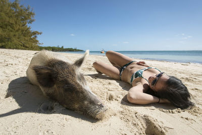 Young woman relaxing by pig at beach on sunny day